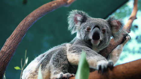 koala perched on eucalyptus tree inside the zoo - low angle shot