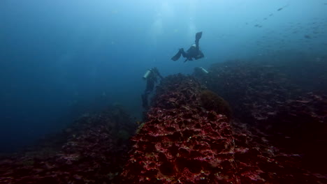 Tiro-Acuático-De-Peces-Y-Buzos