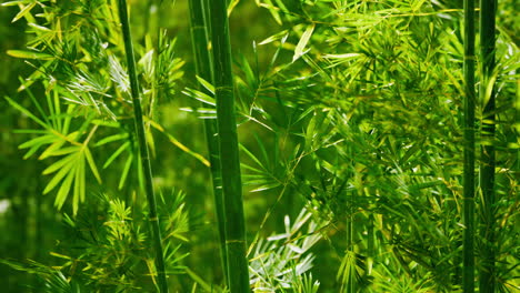 Bambú-Verde-En-La-Niebla-Con-Tallos-Y-Hojas