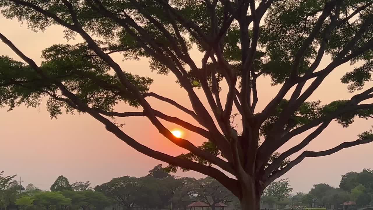 A majestic tree spreads its branches against the warm glow of the setting sun, creating a silhouette of nature’s beauty.