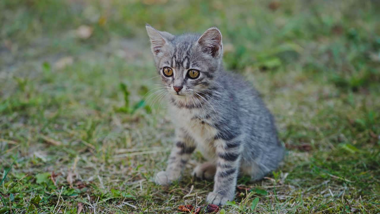 Frightened kitten sitting on the grass. Grey little cat sitting on the ground and looking at something outdoors.