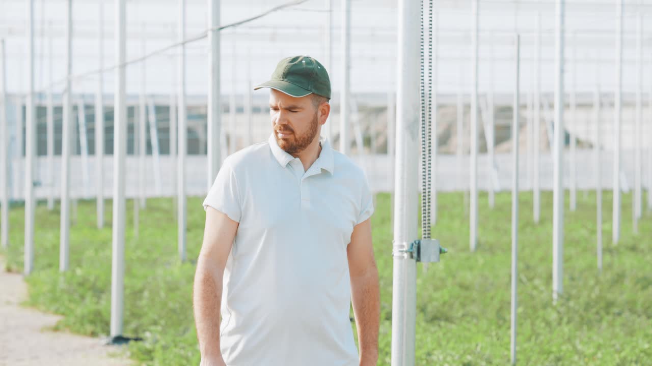 Farmer walking and inspecting watermelon plants in greenhouse
