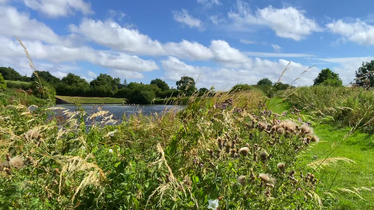 hermosas flores y plantas en el canal kennet y avon en devizes inglaterra, tiempo de verano soleado y ventoso con cielo azul, nubes blancas y campos de naturaleza verde, tiro de 4k