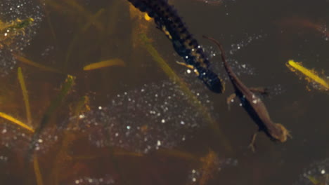 close up male and female salamanders swimming on lake surface, breeding pool scene