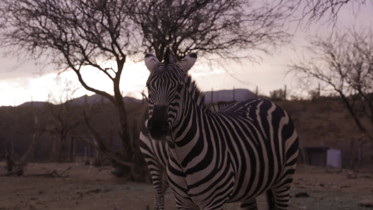 cebras mirando hacia la cámara al atardecer en la reserva natural - toma amplia