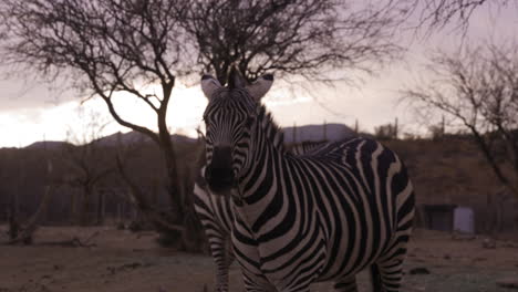 zebras looking towards camera at sunset on nature reserve - wide shot