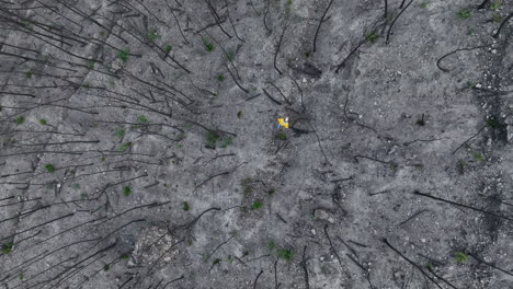 male in yellow jacket inspecting charred remains of burnt woodland trees aerial top down view