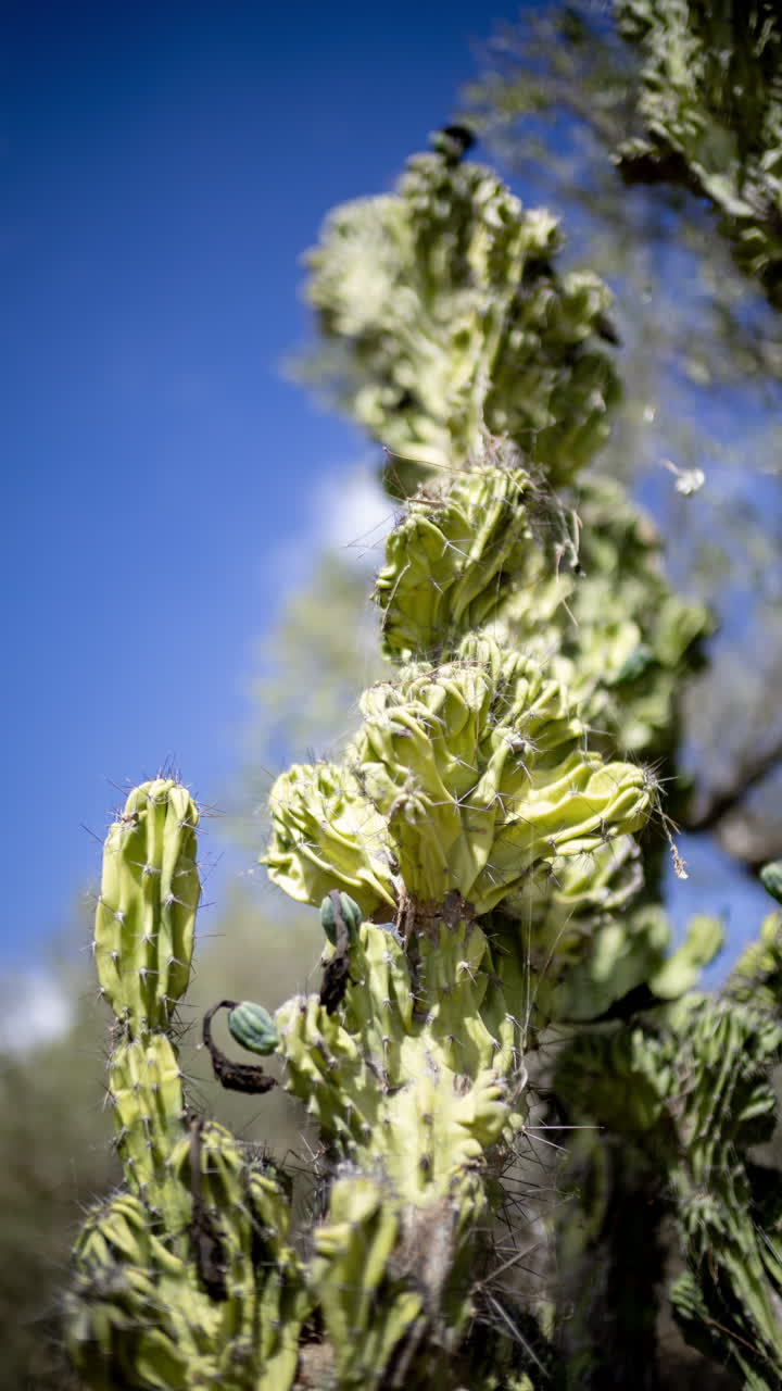 cactus en primer plano en España en vertical