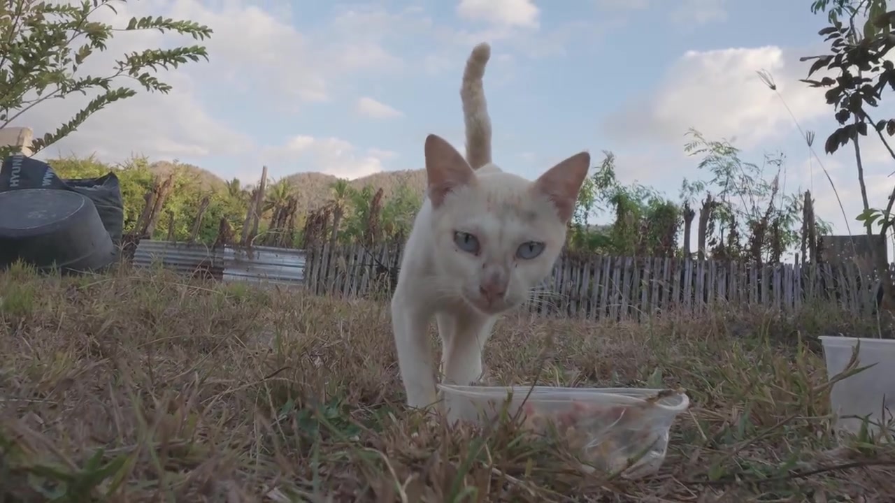 Gatto bianco che mangia cibo da una ciotola all'aperto