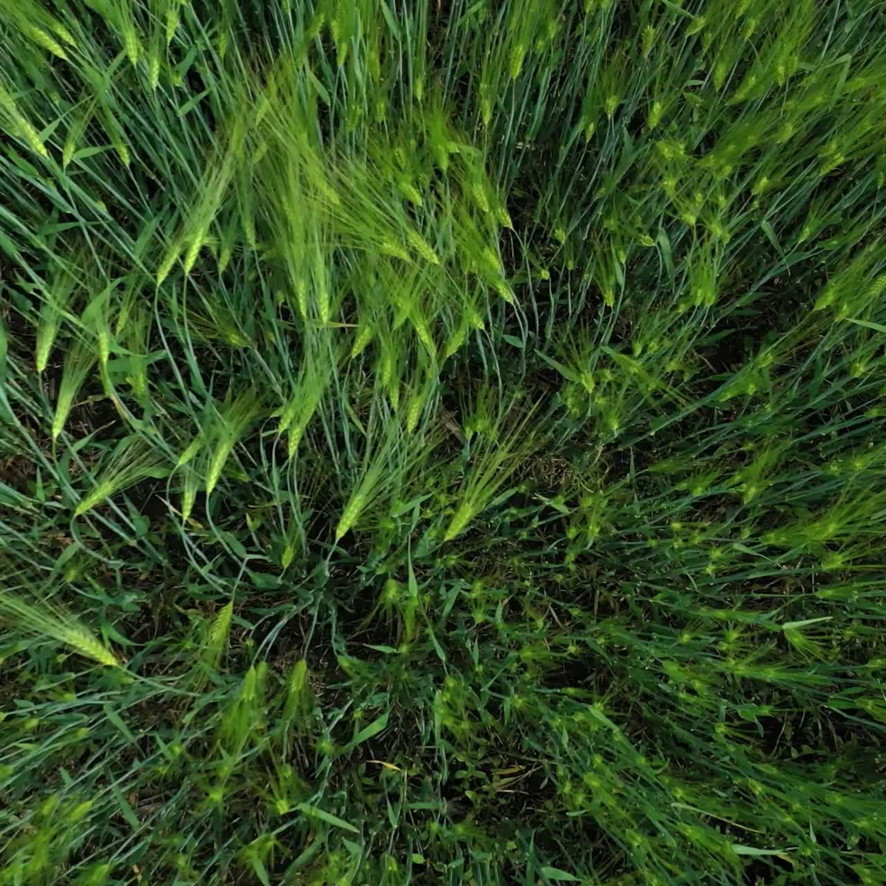 Agricultural land with green plants in countryside. Farmland with green spikelets in rural area. Land with growing plants in spring. Top view.