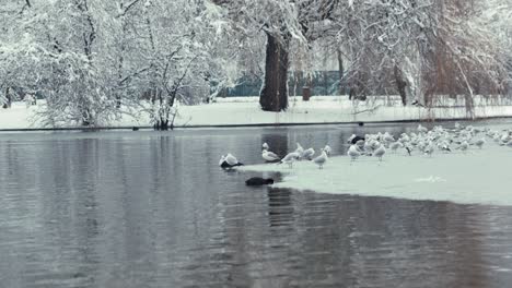toma derecha de un lago en un parque urbano durante el invierno con aves sentadas en el hielo