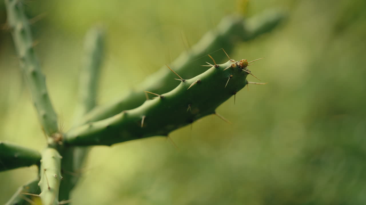 Slowmotion-optagelse af kaktus i solen