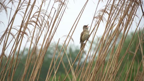 Great-reed-warbler-singing-in-the-reeds