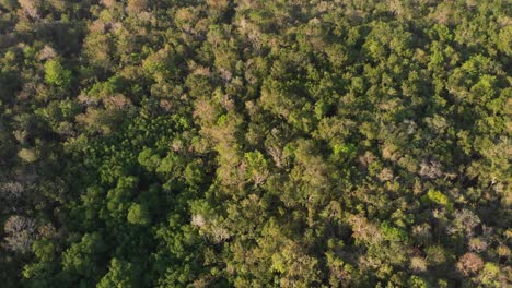 Drone-shot-of-a-forest-in-Cenote-Tortuga,-Tulum-Mexico