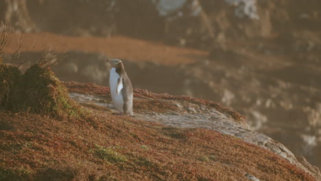 pingüino de ojos amarillos en peligro de extinción en el acantilado de katiki point al amanecer en nueva zelanda