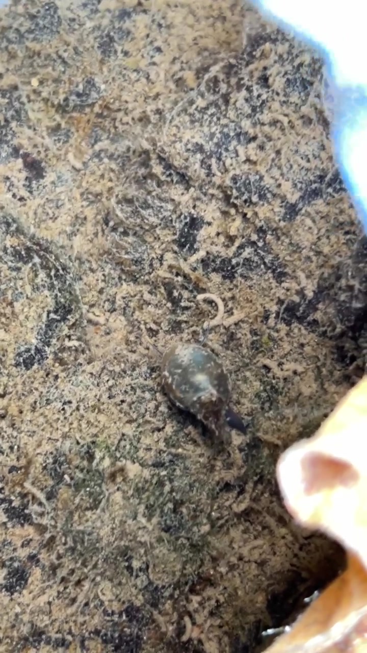 Piccola lumaca d'acqua dolce che si muove lentamente su una roccia sommersa