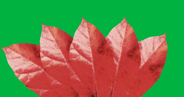 Digital animation of multiple red autumn leaves against black background