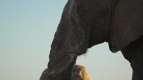 Sleepy-mud-covered-African-elephant-at-busy-water-hole,-golden-hour,-tilt-up