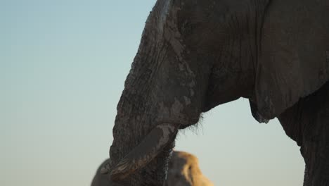 elefante africano cubierto de barro soñoliento en un pozo de agua ocupado, hora dorada, inclinado hacia arriba