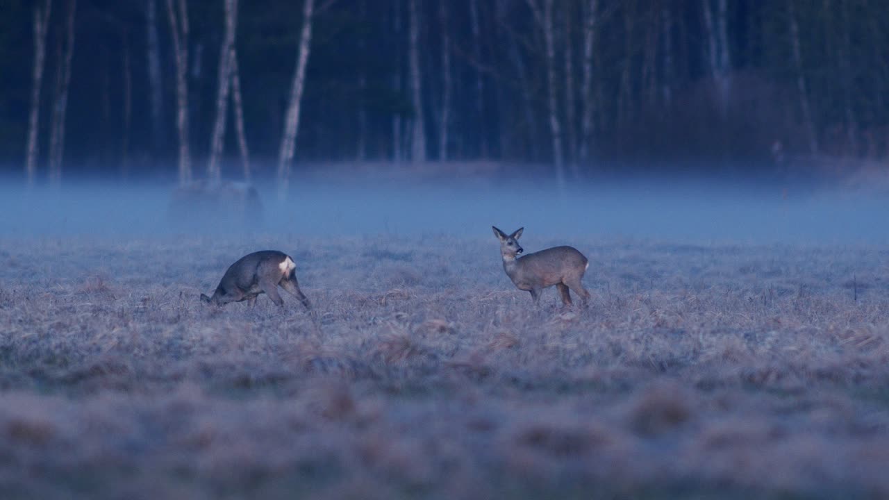 Corço em um prado de grama seca ao crepúsculo matinal com pouca neblina