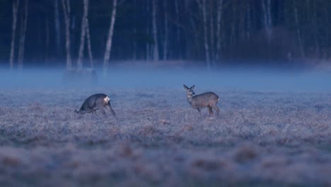 Rehe-Auf-Trockener-Graswiese-In-Der-Frühen-Morgendämmerung-Mit-Wenig-Nebel