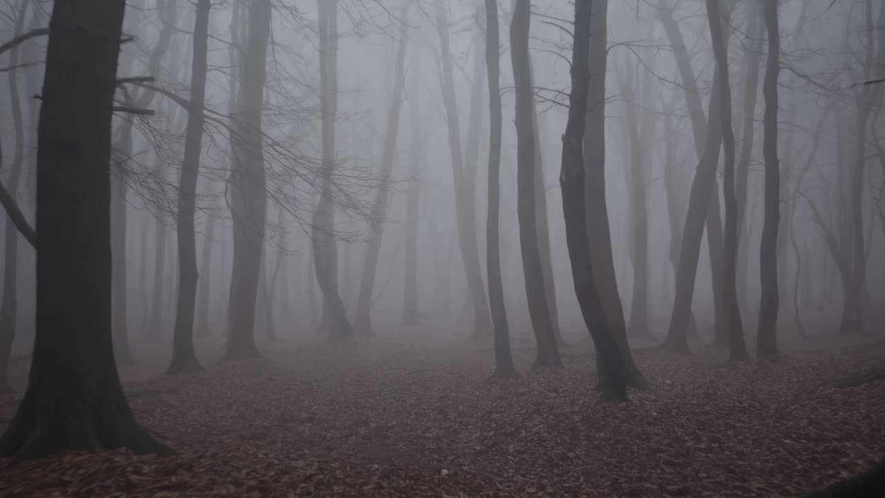 Foggy woodland landscape revealing silhouetted bare trees, twisted branches spreading, fallen leaves carpeting forest floor, creating haunting monochromatic atmospheric scene