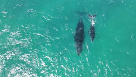 aerial track shot of humpback whale and calf swimming together and breathing