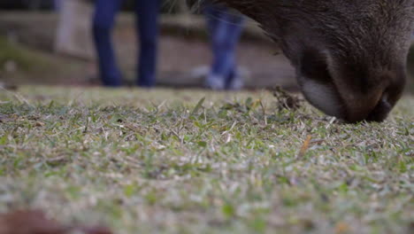 Männlicher-Japanischer-Sika-Hirsch-Oder-Bock,-Der-Im-Nara-Park-Weidet,-Niedrige-Nahaufnahme