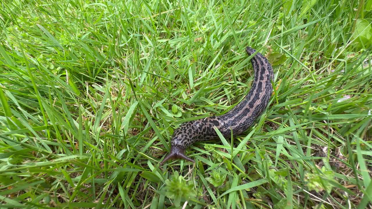 Leopard slug (Limax maximus) crawling in the grass in the garden.