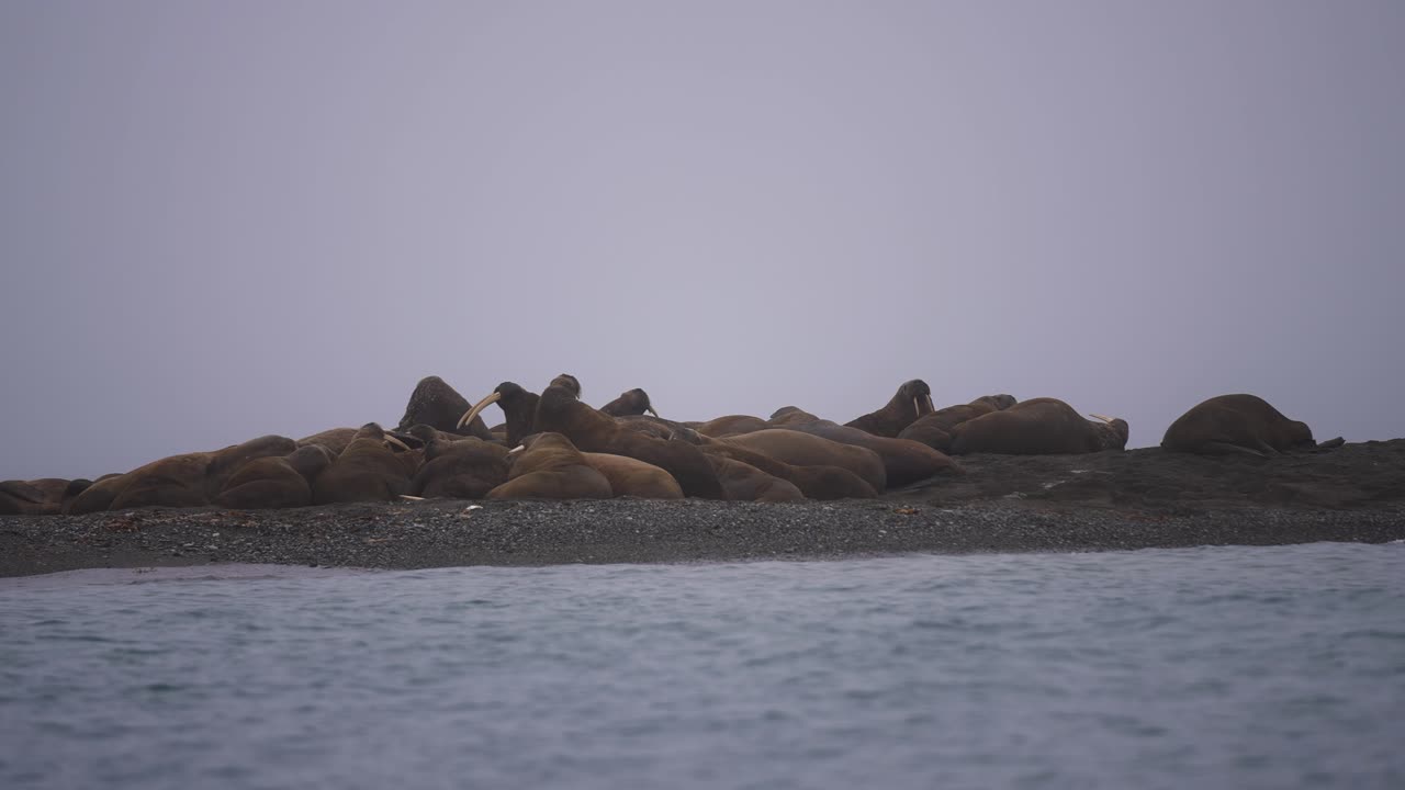 Flok hvalrosser hviler på stranden ved koldt havvand på en tåget dag, slow motion