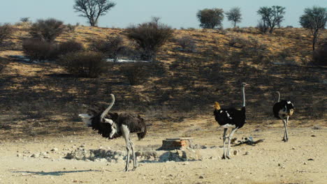 el avestruz macho ahuyenta a un competidor en un pozo de agua en el semi-desierto