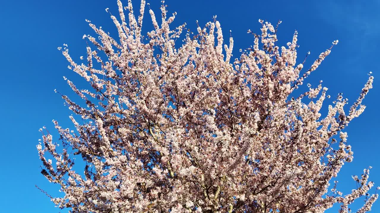 Close-up low-angle shot of the top of a blooming cherry tree with clear sky in the background