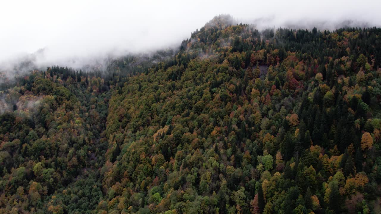 On peut voir une forêt dense et feuillus, avec des arbres de différentes tailles et couleurs. Les arbres sont principalement verts, jaune, orange et du rouge.