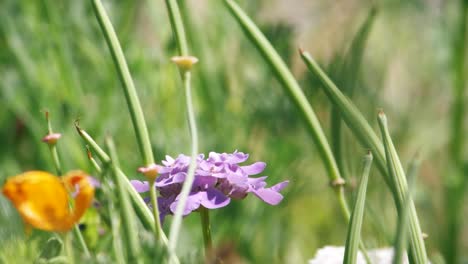 A-painted-lady-butterfly-suns-itself-in-a-grassy-meadow