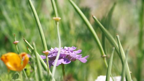 una mariposa pintada se asolea en un prado cubierto de hierba