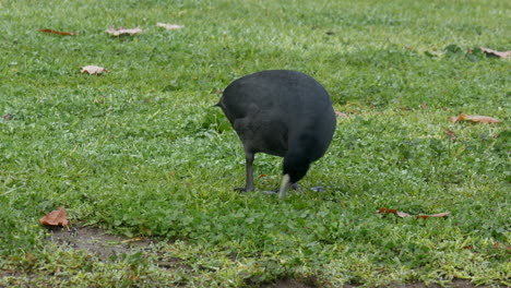 Focha-Australiana-En-Busca-De-Comida-En-La-Orilla-Cubierta-De-Hierba-De-Un-Río