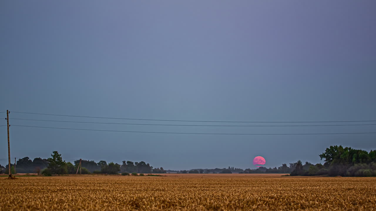 저녁 시간 동안 잘 익은 갈색 밀밭 위로 떠오르는 보름달의 저속 촬영