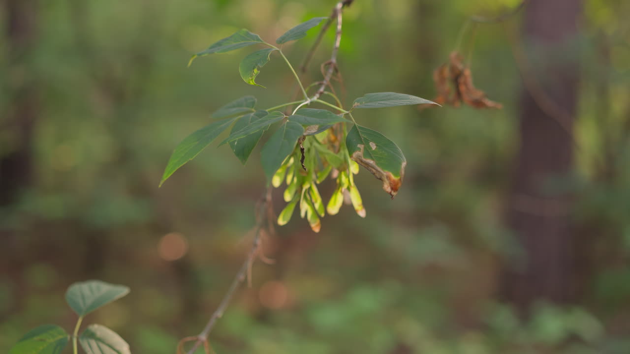 con hojas de rama en el denso bosque. follaje de árboles secos y monitoreo de la vida silvestre ambiental. atmósfera tranquila y observación de la belleza natural