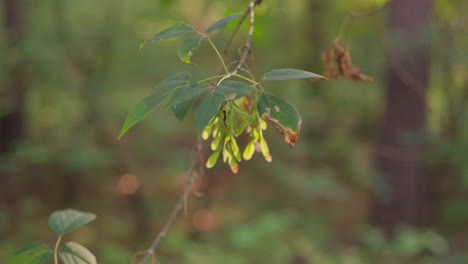 branch with leaves in dense forest. dried tree foliage and monitoring environmental wildlife. tranquil atmosphere and observing natural beauty