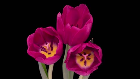 hermoso fondo de flor de tulipán. flores de tulipán en flor abierto, lapso de tiempo, primer plano. telón de fondo de boda, concepto del día de san valentín. ramo en telón negro, primer plano