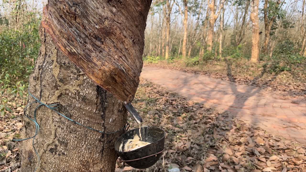 Rubber making materials are being collected from rubber trees.
