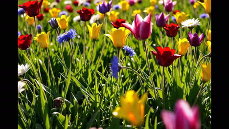 colorful spring flowers in a meadow