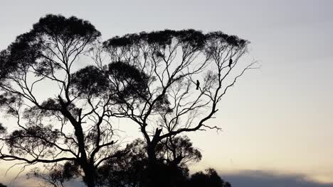 a pair of cockatoos roosting in a tree during sunset in the australian outback