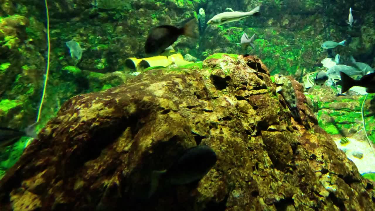 Pesci che nuotano pacificamente intorno alle rocce dell'acquario