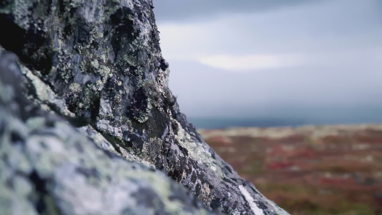 산악 지형 에 있는 모스 로크 면 의 클로즈업