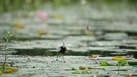 a pheasant-tailed jacana moves with precision and grace over a still water body covered in floating lilies, captured in cinematic slow motion