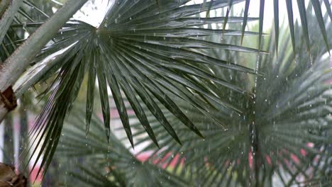 Raindrops-falling-from-silver-palm-leaves,-heavy-rain-closeup