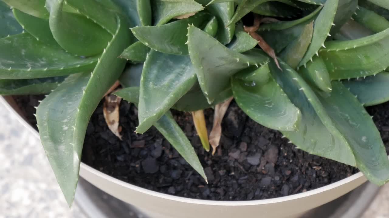 Zoom in of cactus in its white pot. Slow motion