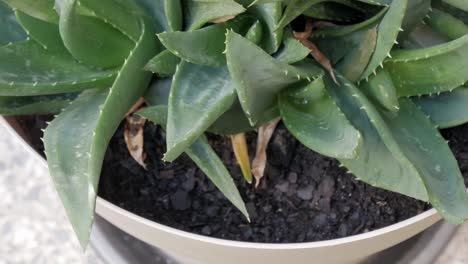 zoom in of cactus in its white pot. slow motion