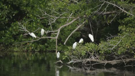 Pájaros-Escondidos-02